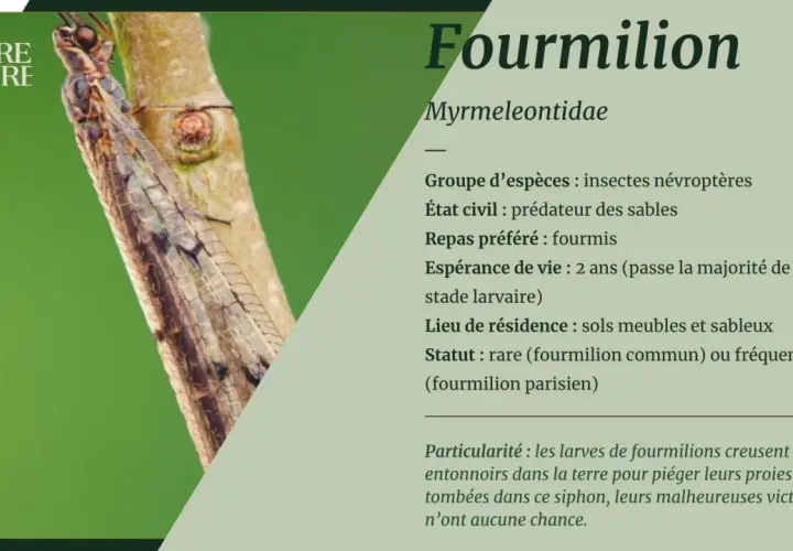 Un fourmilion, insecte prédateur, se repose sur une branche. Sa larve, redoutable chasseuse, creuse des pièges en entonnoir dans le sable.