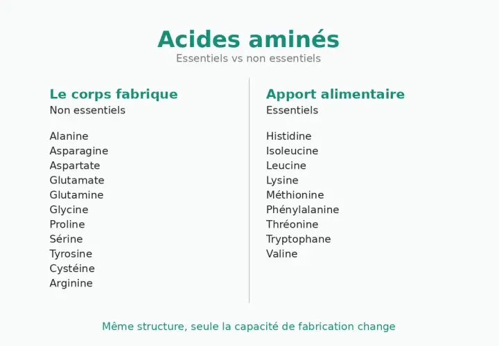 Tableau comparant la composition des acides aminés essentiels et non essentiels, distinguant ceux fabriqués par le corps de ceux apportés par l'alimentation.