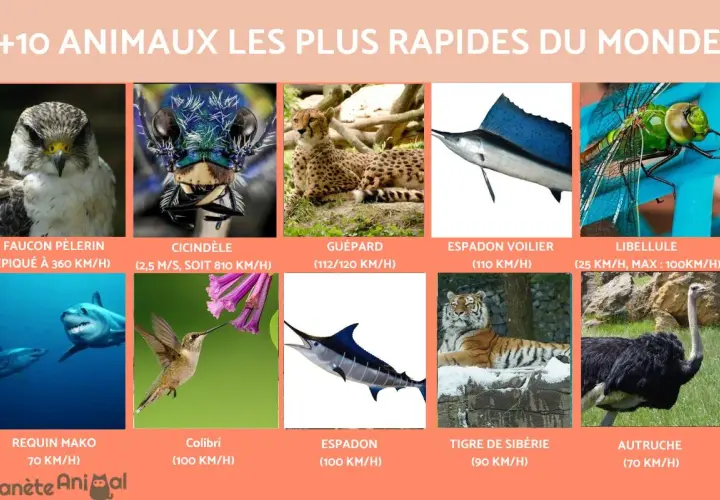 Découvrez les 20 animaux les plus rapides au monde : faucon pèlerin, guépard, requin mako, colibri, espadon, et bien d'autres.