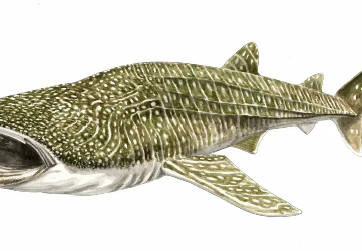 Illustration d'un requin-baleine, le requin le plus grand du monde, avec sa bouche ouverte et son corps tacheté.