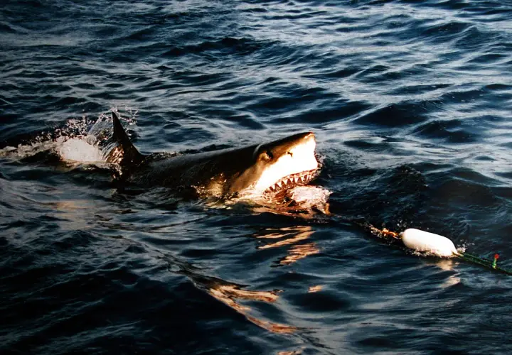 Un grand requin blanc émerge des vagues, gueule ouverte, prêt à mordre. On se demande que mange le requin blanc.