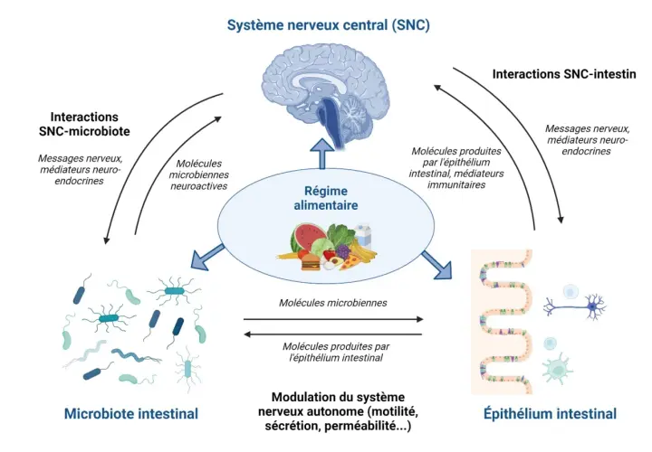 Schéma illustrant les interactions entre le système nerveux central, le régime alimentaire, le microbiote intestinal et l'épithélium intestinal.