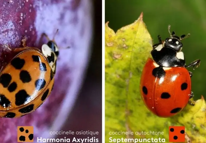 Comparaison entre une coccinelle asiatique (Harmonia axyridis) orange à pois noirs et une coccinelle autochtone rouge à pois noirs.