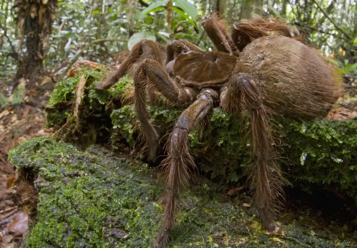 La plus grosse araignée du monde, une tarentule poilue, se repose sur un tronc couvert de mousse dans une forêt tropicale.