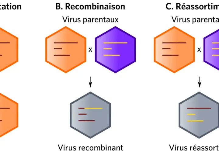 Schéma illustrant qu'est ce qu'un virus : mutation, recombinaison et réassortiment génétique.