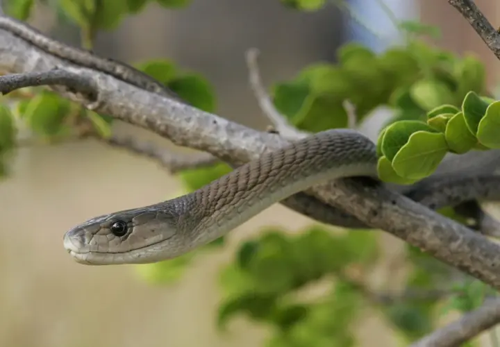 Un serpent mamba noir, aux écailles grises, s'enroule sur une branche d'arbre, entouré de feuilles vertes.