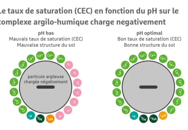 Le complexe argilo-humique chargé négativement montre une mauvaise structure du sol à pH bas, avec peu de cations. À pH optimal, la structure s'améliore avec plus de cations.