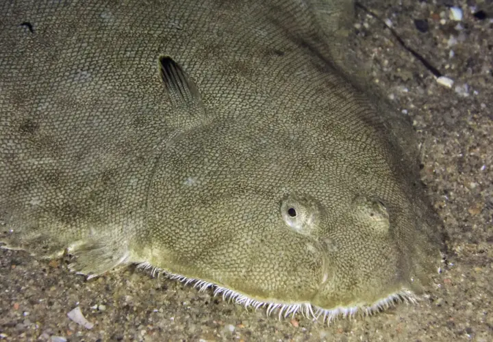 Un poisson plat, le sole, se camoufle parfaitement sur le sable. Ses yeux sont tournés vers le haut, prêt à surprendre.