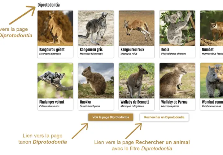 Images de marsupialia sous ordres : kangourou, koala, wombat, numbat, quokka, wallaby, phalanger volant. Lien vers la page taxon Diprotodontia.
