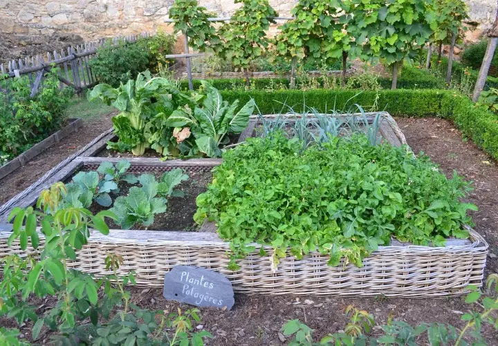 Jardin potager avec légumes variés dans des carrés surélevés. La nature du sol semble riche et bien entretenue, favorisant la croissance des plantes potagères.