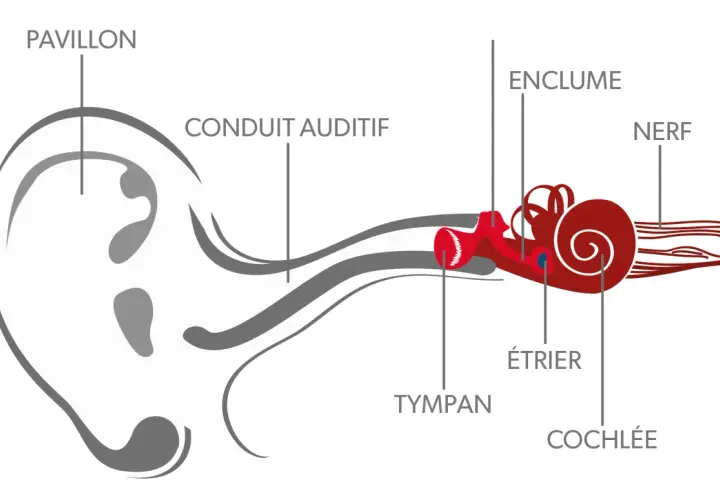 Schéma illustrant le fonctionnement de l'oreille : pavillon, conduit auditif, tympan, enclume, étrier, cochlée et nerf.