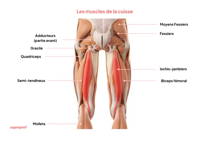 Anatomie de la cuisse : le muscle qui bouge tout seul, le quadriceps, est mis en évidence en rouge.