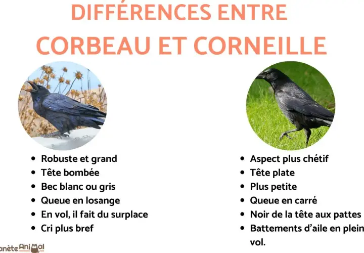 Comparaison visuelle entre un corbeau, robuste, et une corneille, plus fine. Le corbeau a une tête bombée et une queue en losange, tandis que la corneille a une tête plate et une queue carrée.