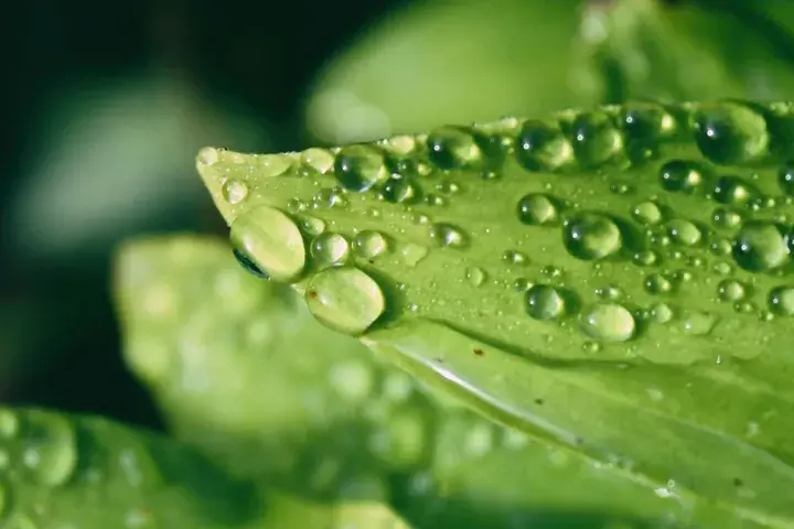 Gouttes scintillantes de la rosée du matin sur une feuille verte, capturant la fraîcheur d'un nouveau jour.