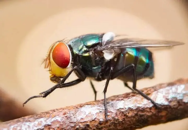 Une mouche verte aux grands yeux rouges se frotte les pattes sur une branche. Elle nettoie ses capteurs pour mieux sentir et goûter.