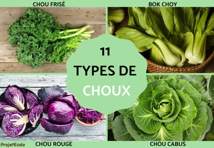 Découvrez 11 types de choux : chou frisé, bok choy, chou rouge et chou cabus. Une belle variété de choux pour tous les goûts.
