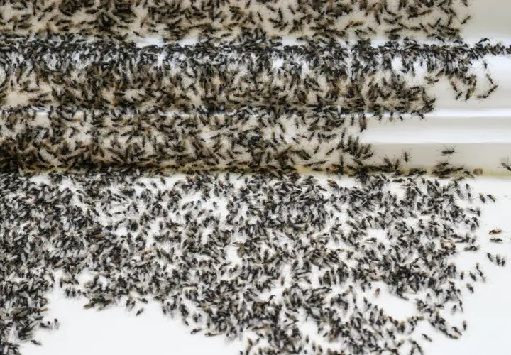 Une nuée de fourmis volantes, certaines avec des ailes, se presse sur une surface blanche.
