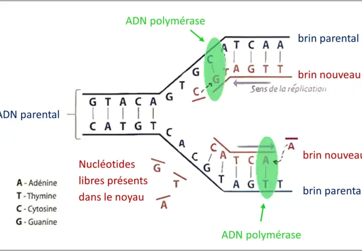 Schéma illustrant la réplication de l'ADN. L'ADN polymérase crée de nouveaux brins à partir de brins parentaux, utilisant des nucléotides libres.