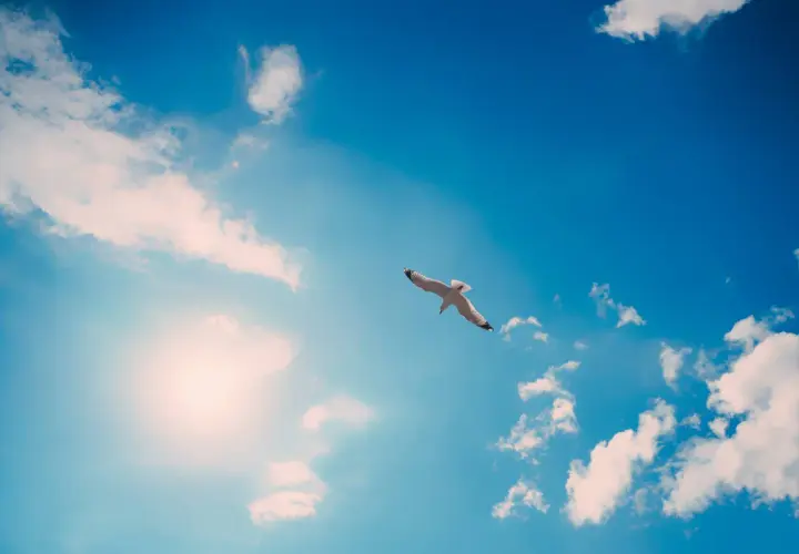 Un goéland plane dans un ciel bleu éclatant, baigné par le soleil. Une question se pose : pourquoi le ciel est-il bleu ?