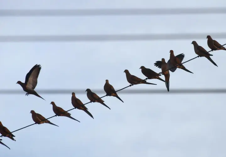 Une volée de colombes perchées sur des fils électriques, une question se pose : pourquoi les oiseaux ne sont pas électrocutés ? Ils ne touchent qu'un seul fil.