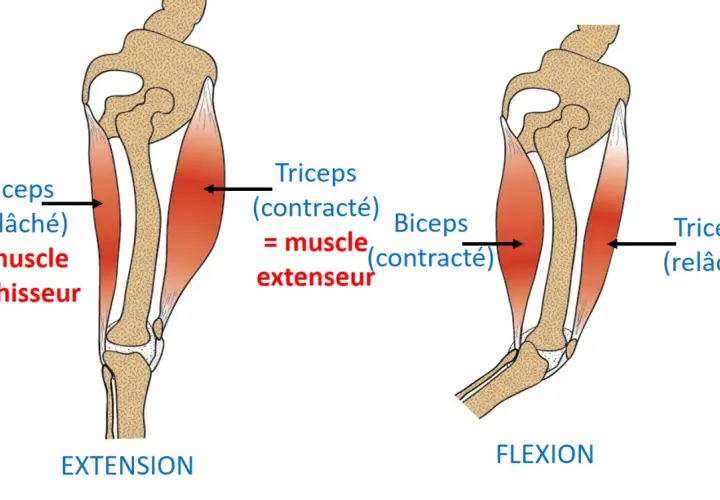 Le biceps fléchisseur se contracte, le triceps extenseur se relâche lors de la flexion du bras. Le mouvement inverse se produit lors de l'extension.