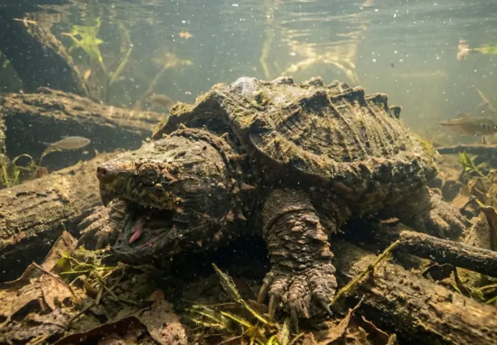 Une tortue alligator préhistorique émerge des profondeurs boueuses, sa gueule ouverte révélant une langue rose.