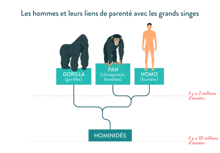 Arbre généalogique montrant les liens entre gorilles, chimpanzés, bonobos et humains. La définition des hominidés pour la 6ème est illustrée.
