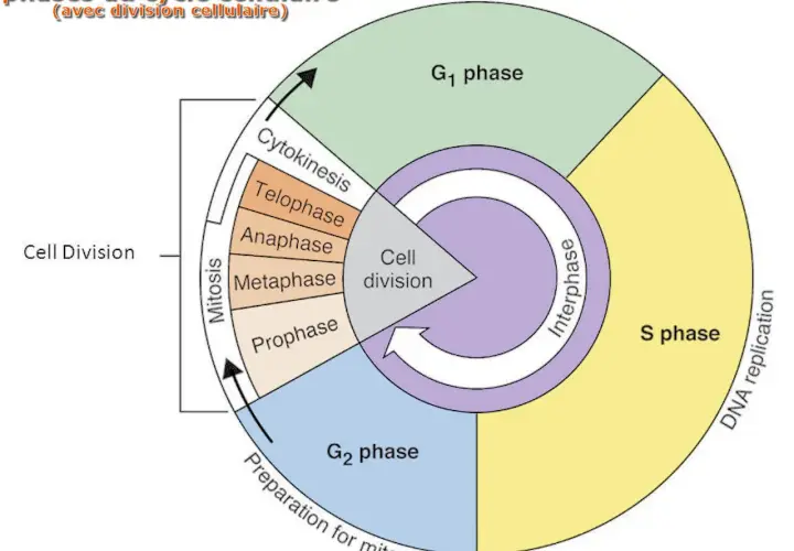 Schéma du cycle cellulaire : interphase (G1, S, G2) et mitose (prophase, métaphase, anaphase, télophase, cytokinèse).