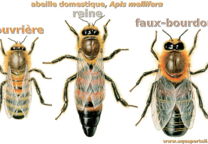 Illustration des 3 sortes d'abeilles : ouvrière, reine et faux-bourdon. Chacune a son rôle dans la ruche.
