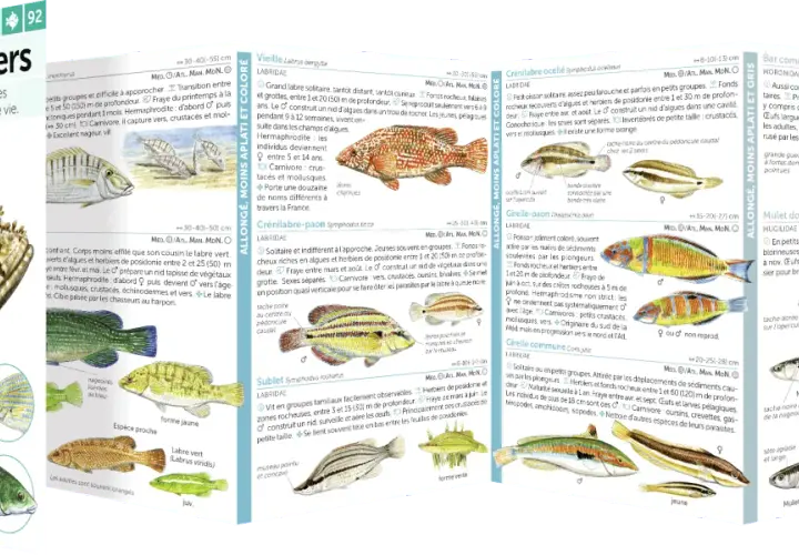 Illustration de poissons côtiers, montrant la diversité des espèces et leur profondeur de recherche de poissons.
