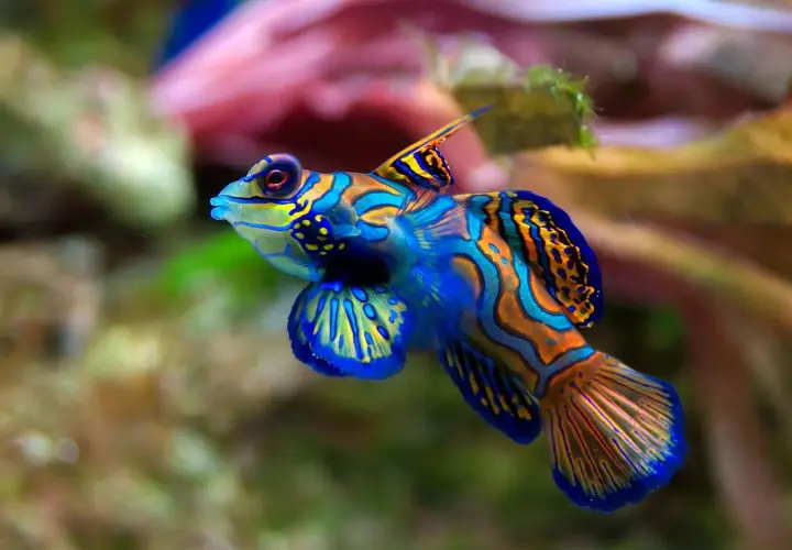 Un poisson rare et beau, un mandarin aux couleurs vives, nage dans un récif corallien.