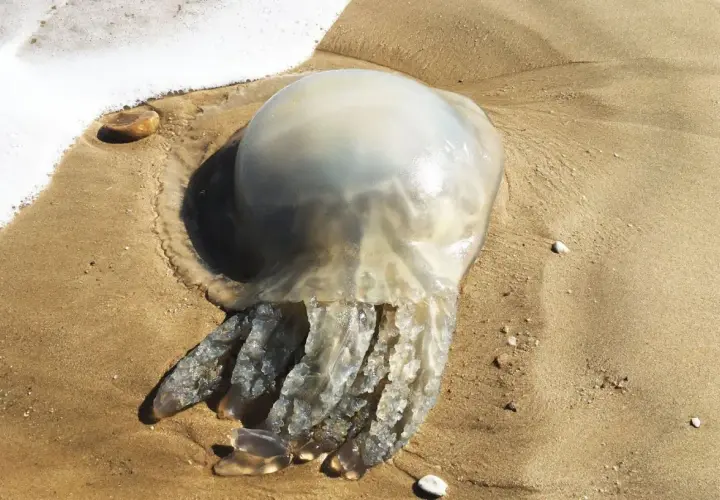 Une grosse méduse échouée sur le sable, près de la mousse de l'eau. Une petite méduse échouée sur la plage.