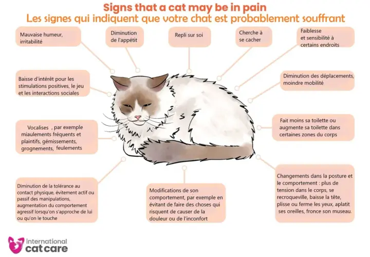 Ce chat, aux signes de malaise, semble-t-il sent sa mort venir ? L'image liste les indices de souffrance féline : irritabilité, perte d'appétit, repli sur soi, etc.