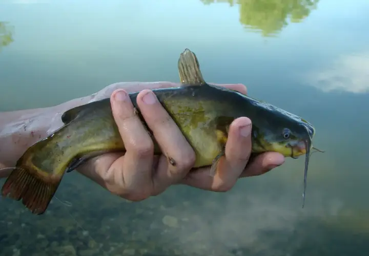 Main d'un pêcheur tenant un poisson-chat, un poisson-chat potentiellement dangereux pour l'homme, avec des barbillons caractéristiques.
