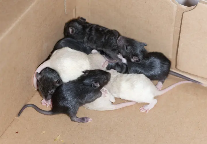 Une portée de ratons nouveau-nés, noirs et blancs, se blottissent ensemble dans une boîte en carton.