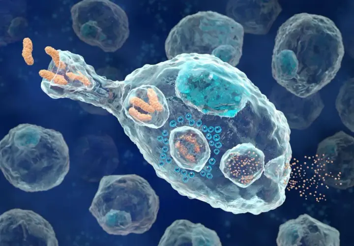 Un globule blanc, exemple de ce que veut dire bio, phagocyte des bactéries. Il est entouré d'autres cellules.