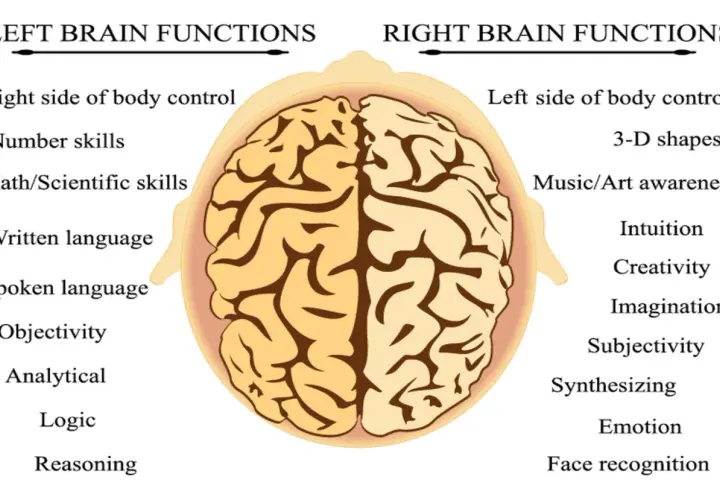 Vue aérienne du cerveau divisé en zones : fonctions du cerveau gauche (logique, langage) et du cerveau droit (créativité, émotions).