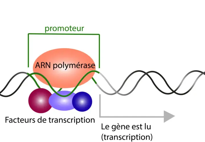 Schéma de la transcription : l'ARN polymérase, guidée par des facteurs de transcription, lit le gène au niveau du promoteur pour initier la transcription.