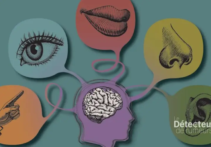 Cerveau relié à des bulles représentant les sens : œil, bouche, nez, oreille, doigt. Une illustration qui explore la liste des 21 sens du corps humain.