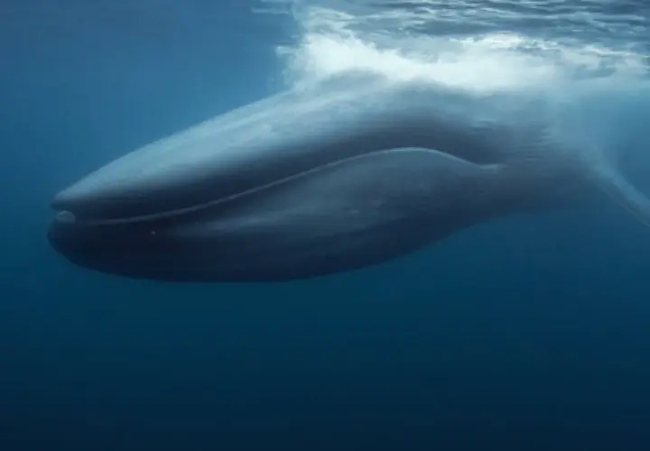 Une baleine bleue émerge, son souffle créant des remous à la surface. Un signe de vie, peut-être lié à la gestation baleine bleue.