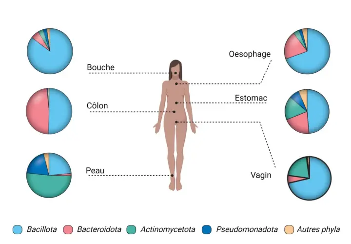 Diagramme montrant le nombre de bactéries dans le corps humain, avec des camemberts illustrant la composition des microbiotes dans la bouche, le côlon, la peau, l'œsophage, l'estomac et le vagin.