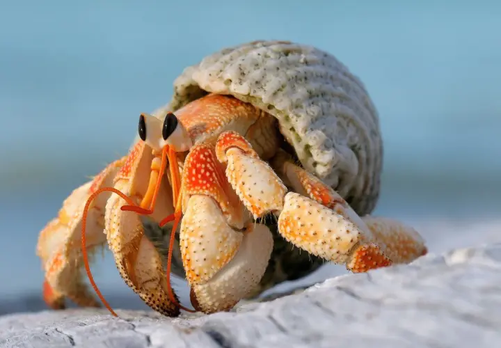 Un bernard l'hermite, avec ses pattes orangées et sa coquille blanche, explore le sable.