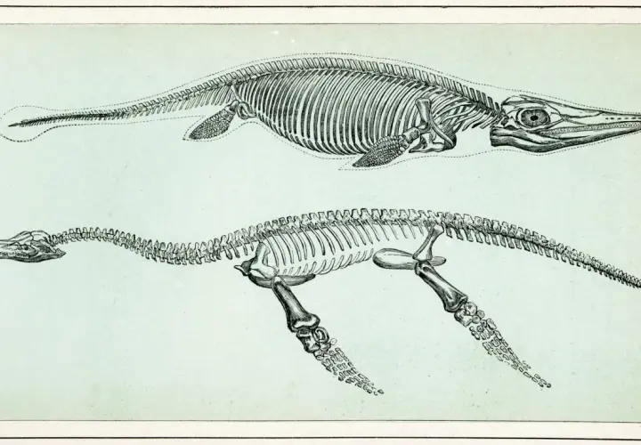 Squelettes de créatures marines préhistoriques, des animaux qui vivaient bien avant les dinosaures.