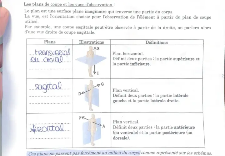 Tableau comparant les plans de coupe : transversal, sagittal et frontal, avec illustrations et définitions. Ces plans permettent des vues transversale et longitudinale du corps.