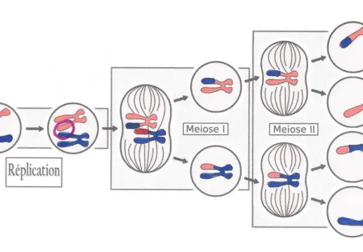 Schéma de méiose montrant la réplication, la méiose I et la méiose II. Une anomalie, comme une trisomie, pourrait survenir si les chromosomes ne se séparent pas correctement.