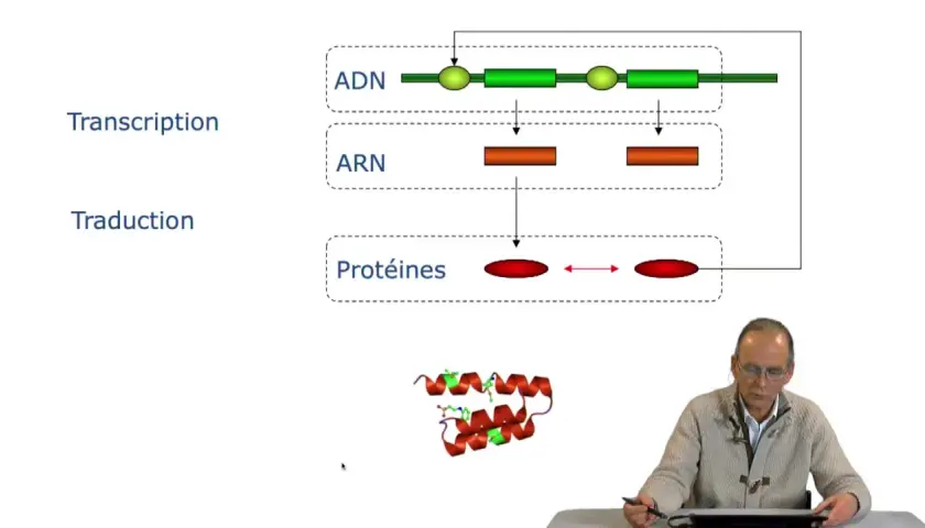 Schéma de la transcription et traduction de l'ADN en ARN puis en protéines, illustrant le code acide aminé. Une structure protéique est visible.