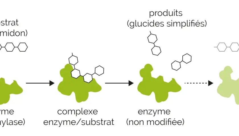 Schéma de l'action enzymatique : un substrat (amidon) se lie à une enzyme (amylase) pour former un complexe enzyme/substrat, puis des produits (glucides simplifiés) sont libérés.