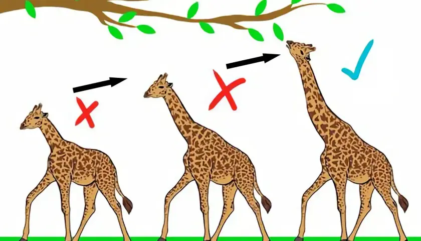 Trois girafes illustrent la sélection naturelle : les plus courtes ne peuvent atteindre les feuilles, tandis que la plus longue y parvient.