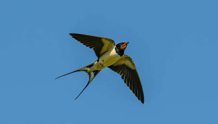 Une hirondelle aux longues queues effilochées plane dans un ciel bleu clair. Elle chasse peut-être des insectes, expliquant pourquoi les hirondelles volent bas.