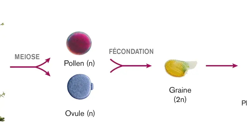 Schéma illustrant le cycle de reproduction d'une plante, de la méiose à la fécondation, produisant une graine puis une plante fille génétiquement différente.